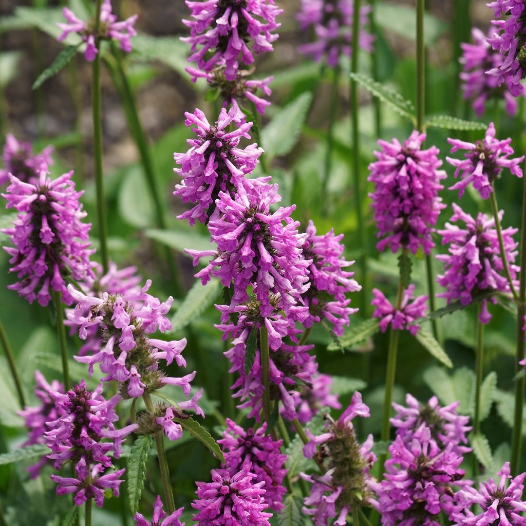 Stachys officinalis - Betonie