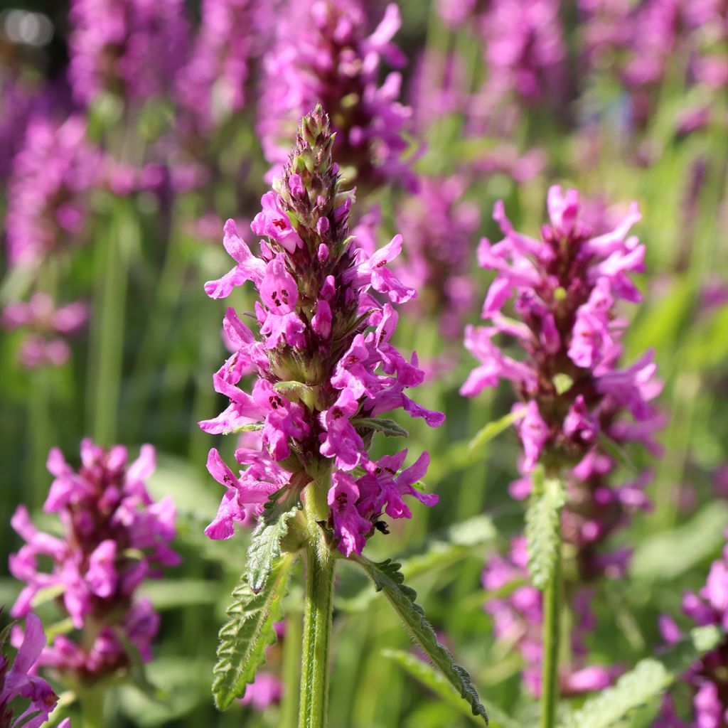 Stachys officinalis - Betonie