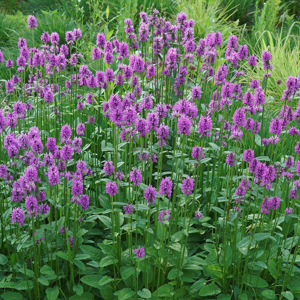Stachys officinalis - Betonie