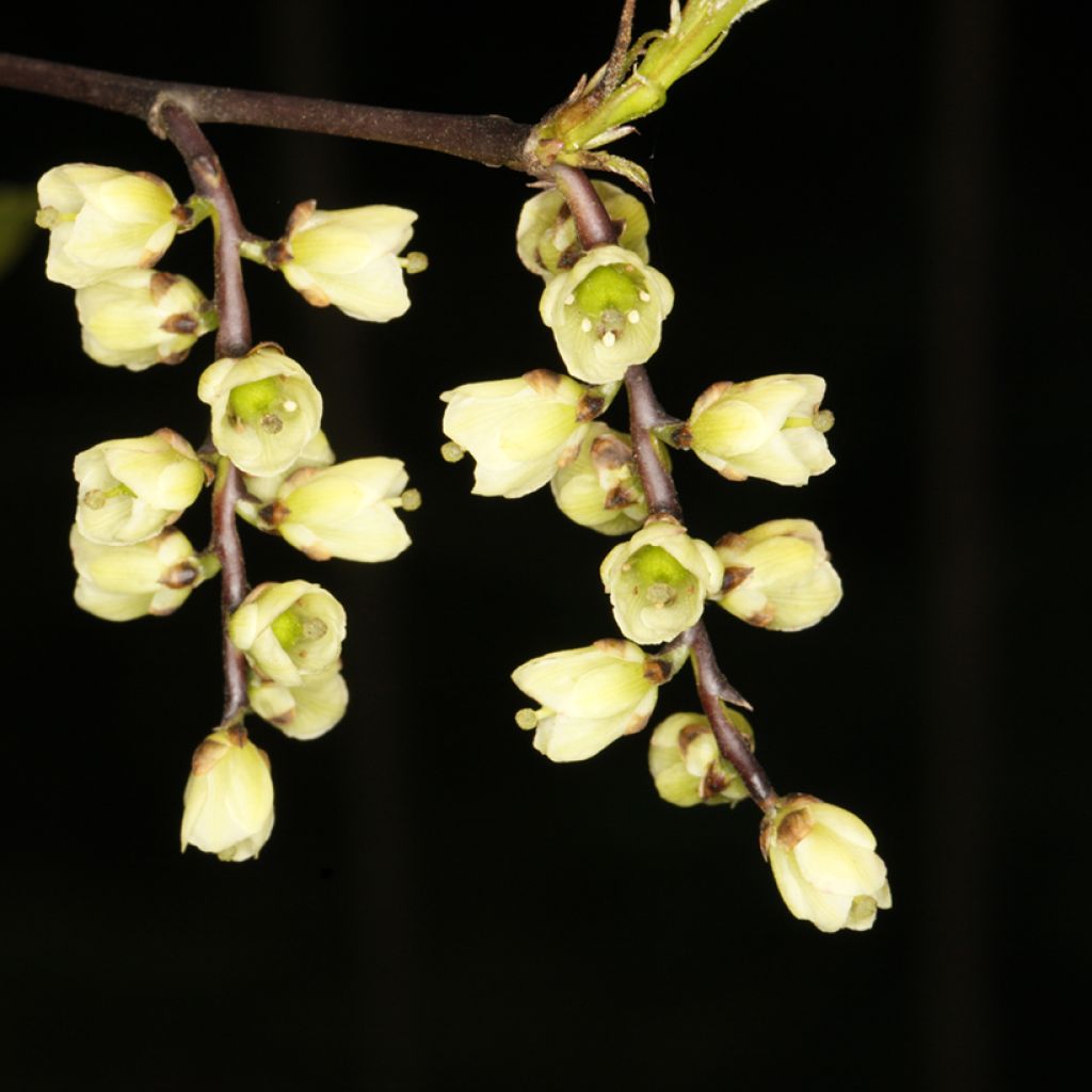 Stachyurus chinensis Wonderful Image - Chinese staartaar
