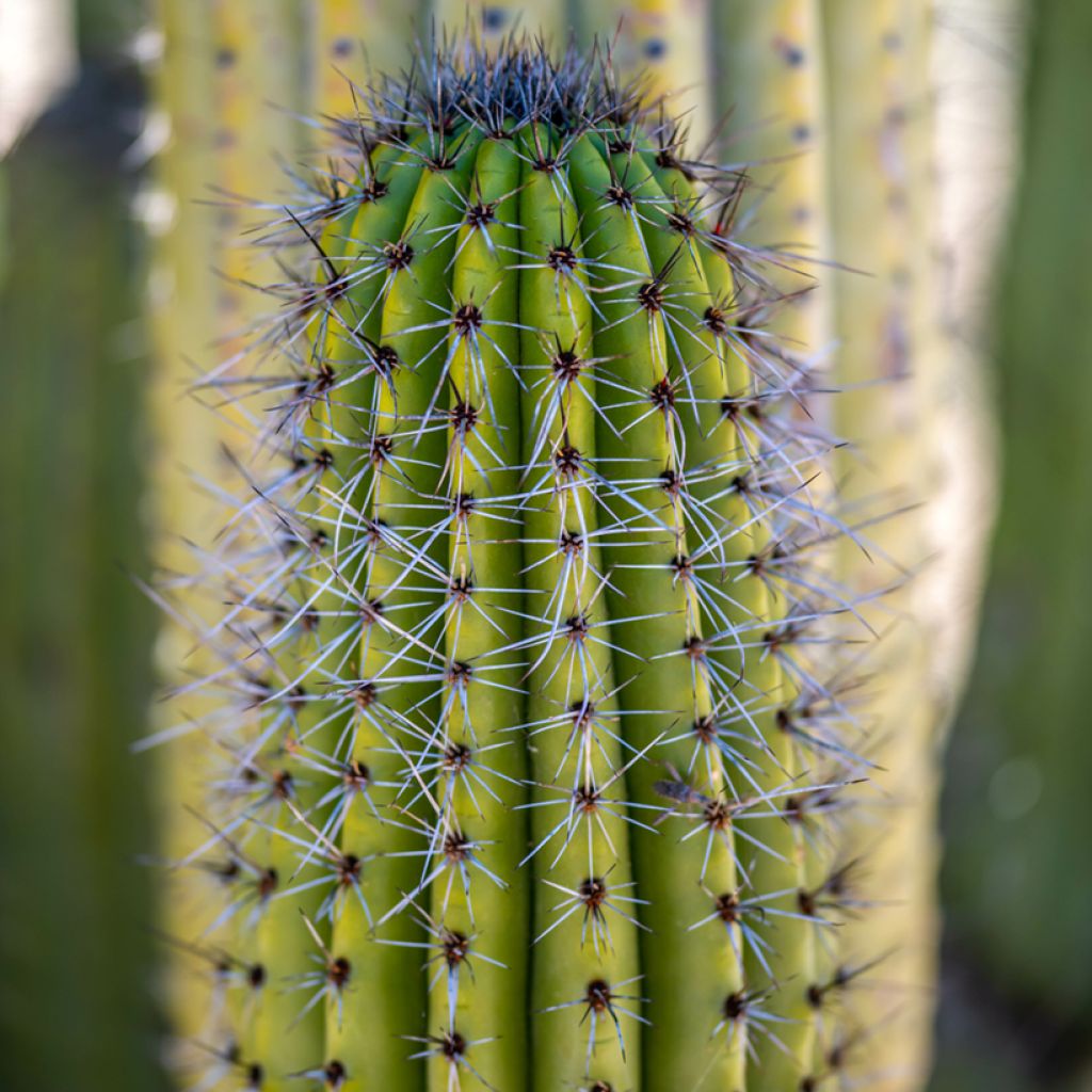 Stenocereus thurberi - Orgelpijpcactus