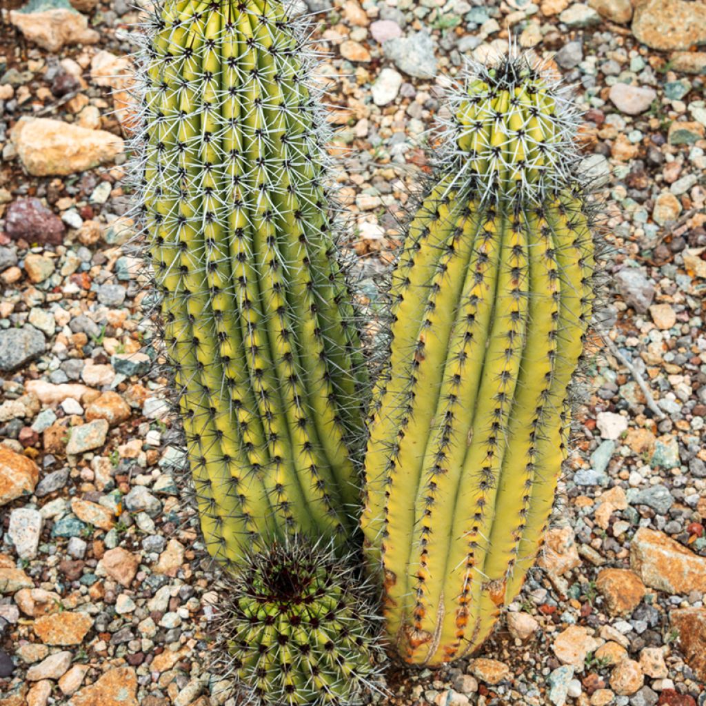 Stenocereus thurberi - Orgelpijpcactus