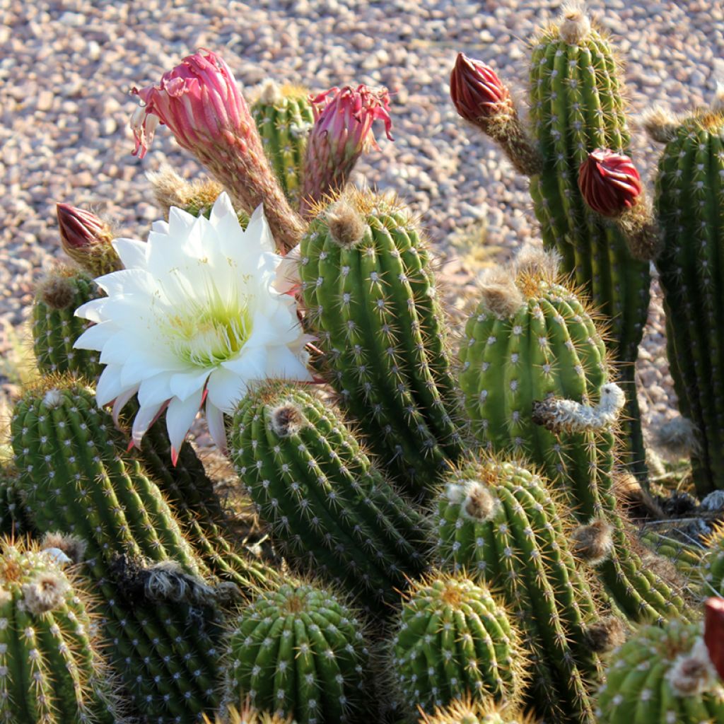 Stenocereus thurberi - Orgelpijpcactus
