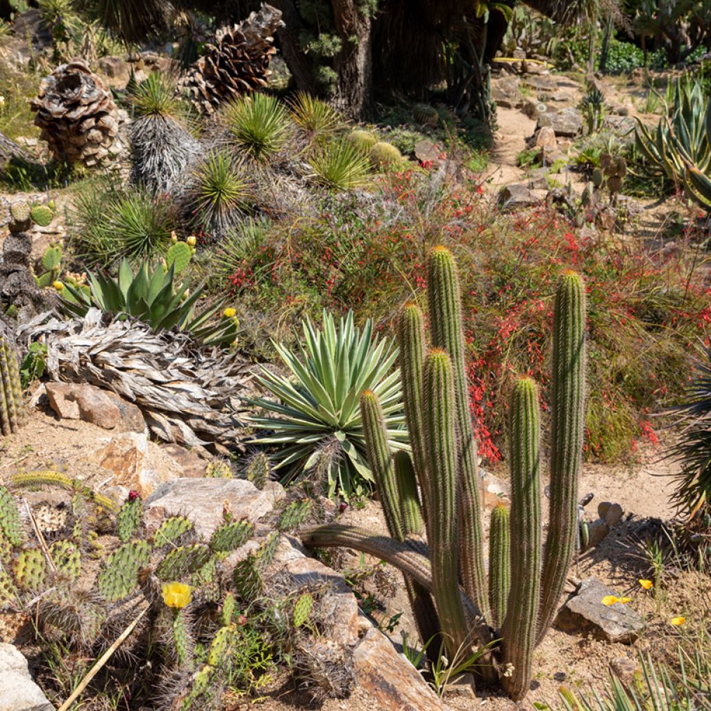 Stenocereus thurberi - Orgelpijpcactus