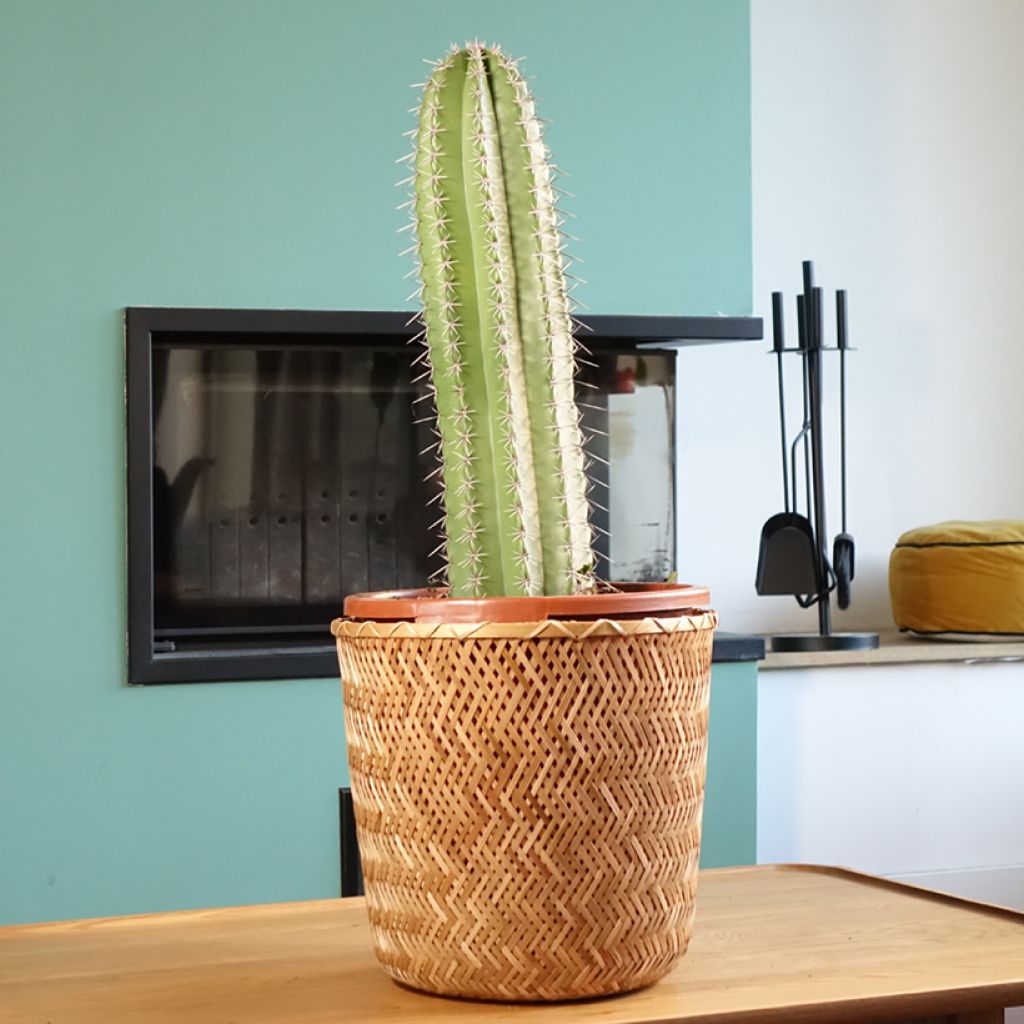 Stenocereus griseus - Zuilcactus