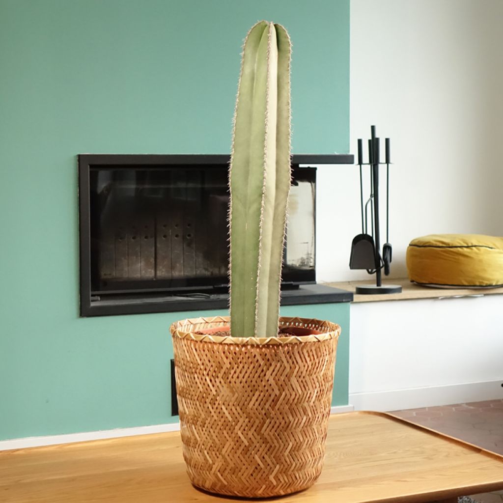 Stenocereus marginatus - Zuilcactus