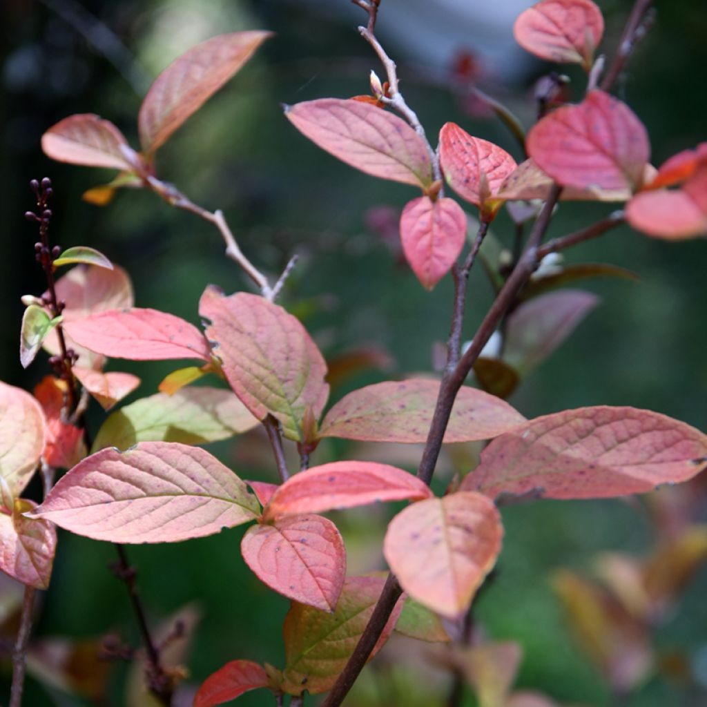 Stewartia pseudocamellia - Schijncamelia