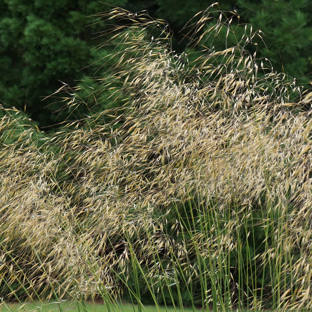 Stipa gigantea - Reuzenvedergras