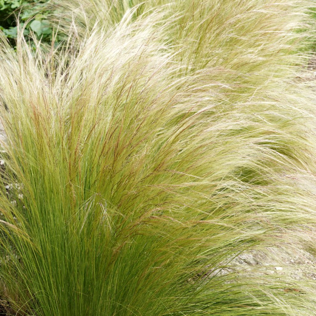 Stipa tenuifolia Pony Tails - Vedergras