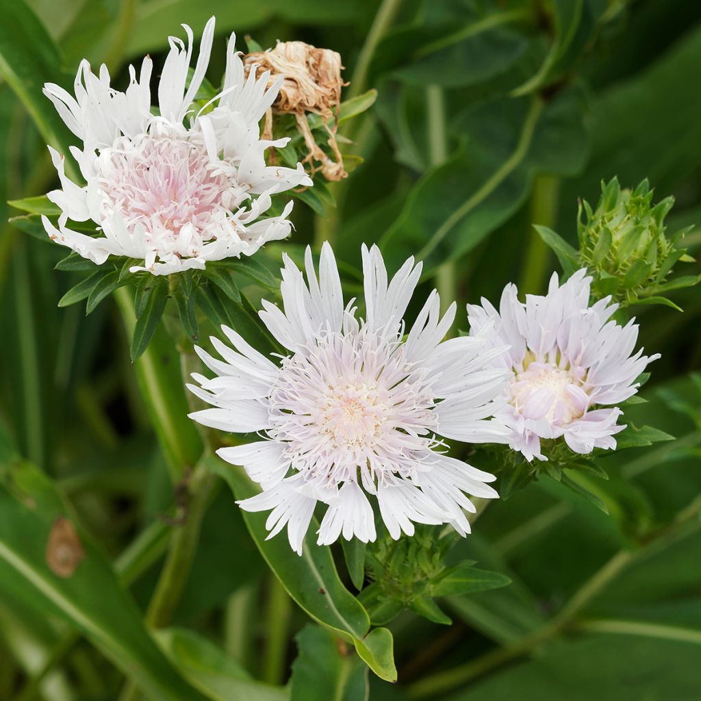 Stokesia laevis Alba - Bleuet d'Amérique