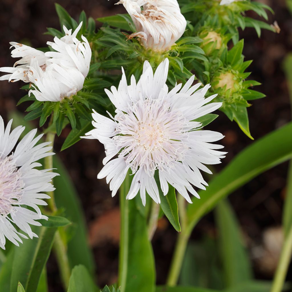 Stokesia laevis Alba - Bleuet d'Amérique