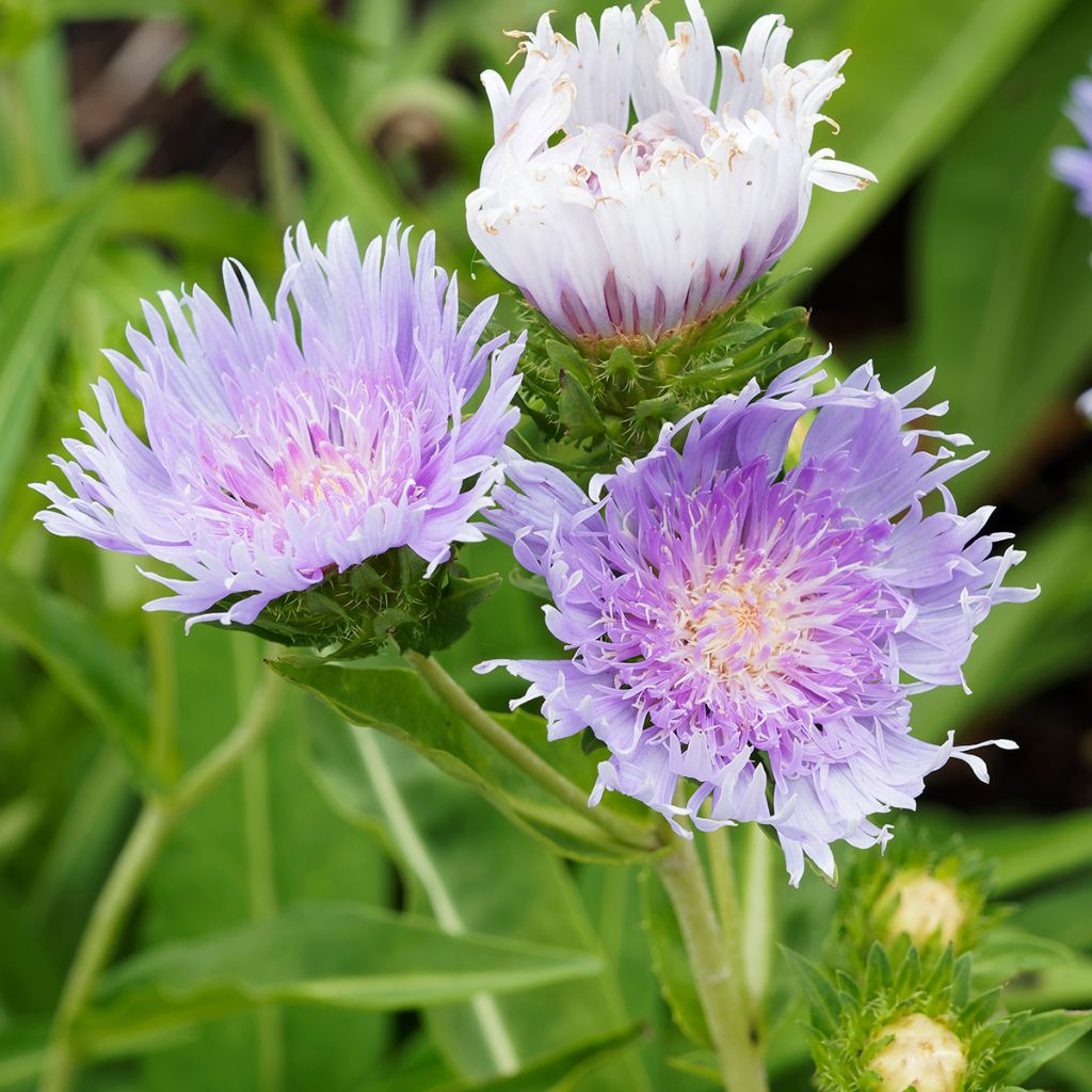 Stokesia laevis Blue Star - Bleuet d'Amérique