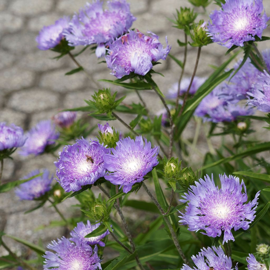 Stokesia laevis Blue Star - Bleuet d'Amérique