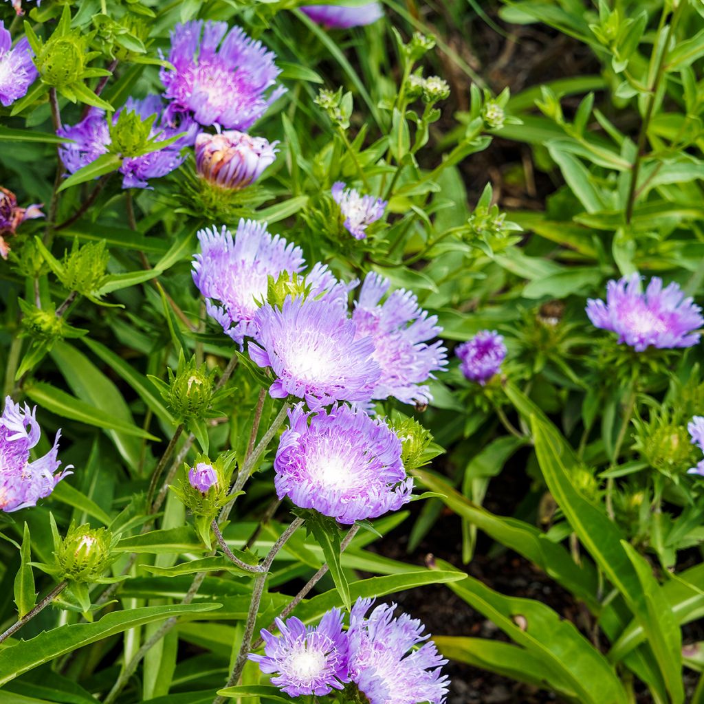 Stokesia laevis Blue Star - Bleuet d'Amérique