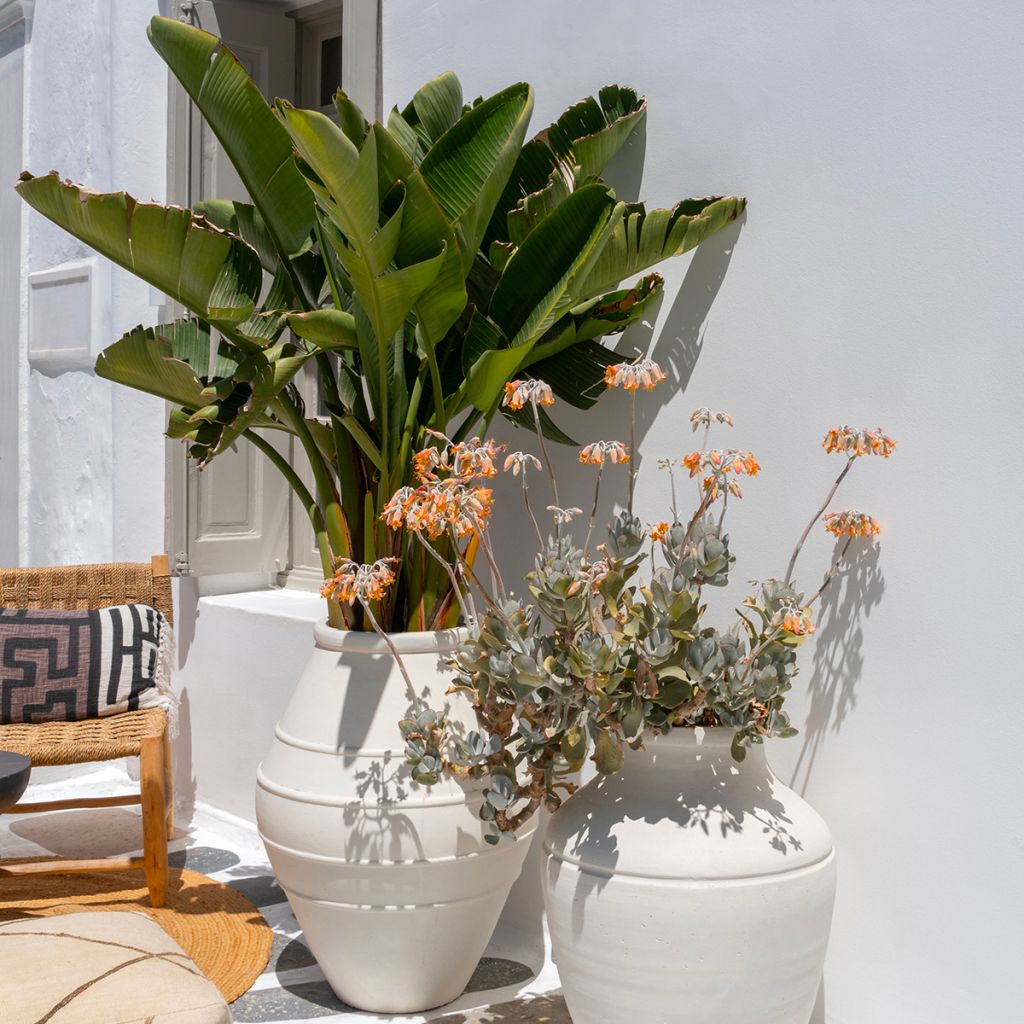 Strelitzia nicolai (zaad) - Witte paradijsvogelplant