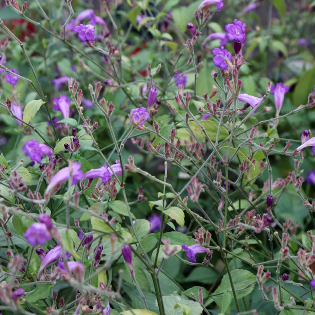 Strobilanthes attenuata Blue Carpet - Trompetkruid