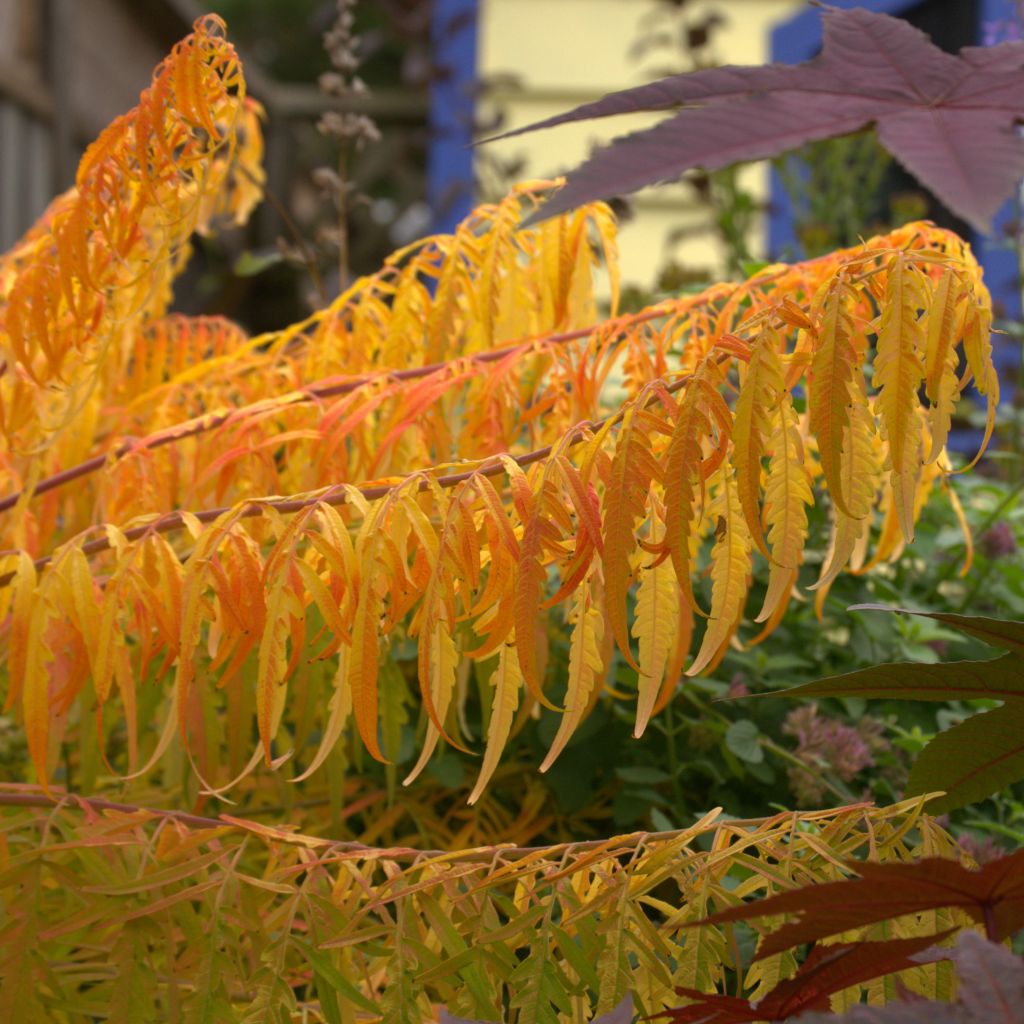 Rhus typhina Tiger Eyes - Fluweelboom