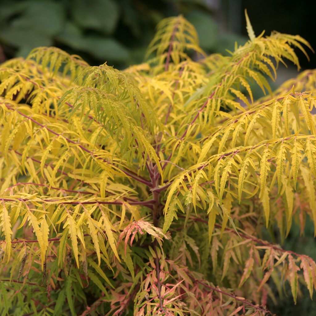 Rhus typhina Tiger Eyes - Fluweelboom