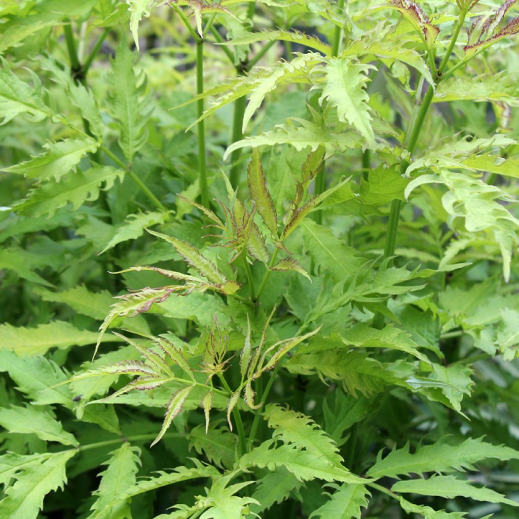 Sambucus racemosa Sutherland Gold - Trosvlier