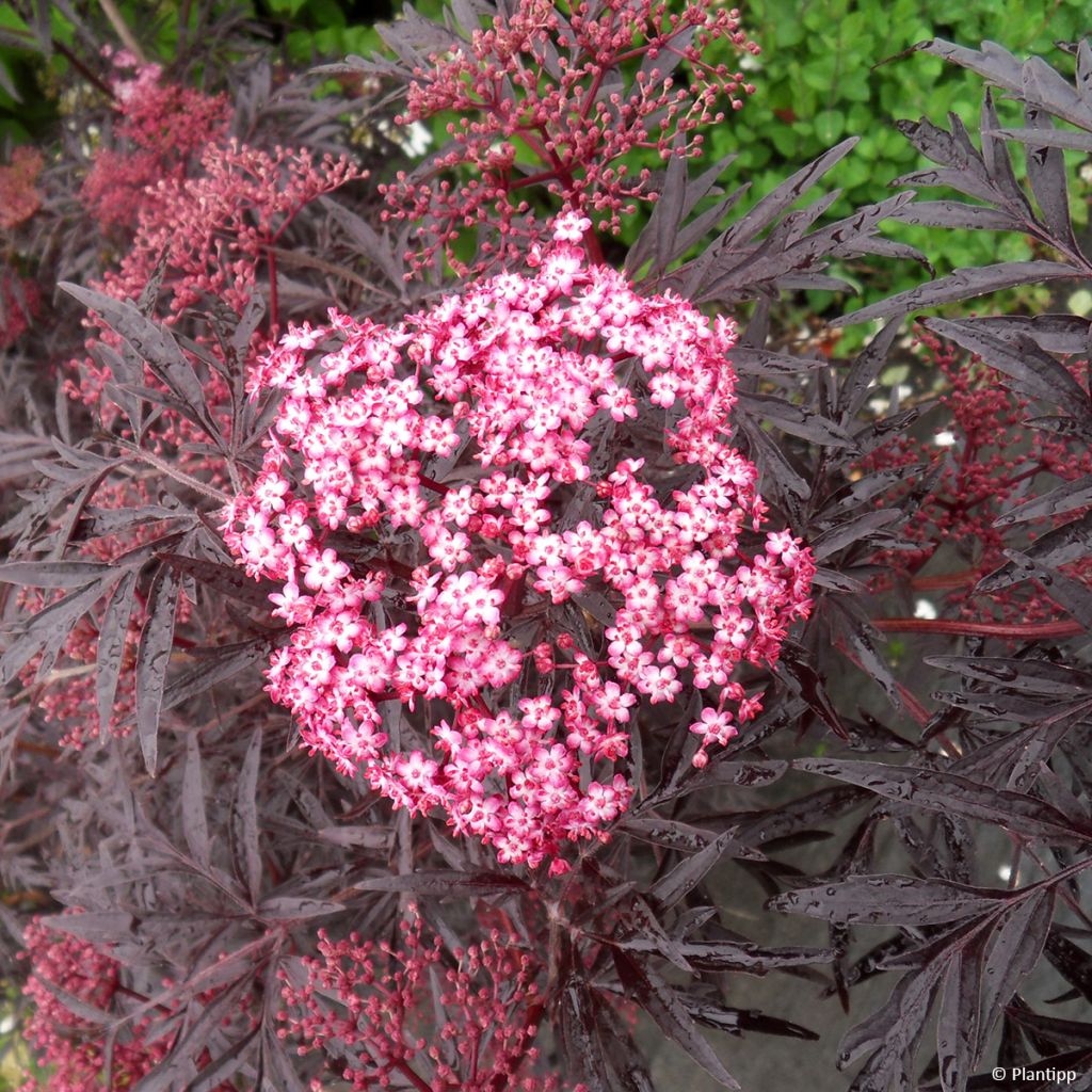 Sambucus nigra Cherry Lace - Gewone vlier