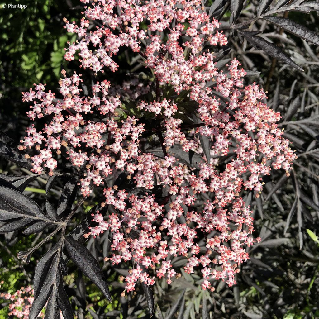 Sambucus nigra Cherry Lace - Gewone vlier