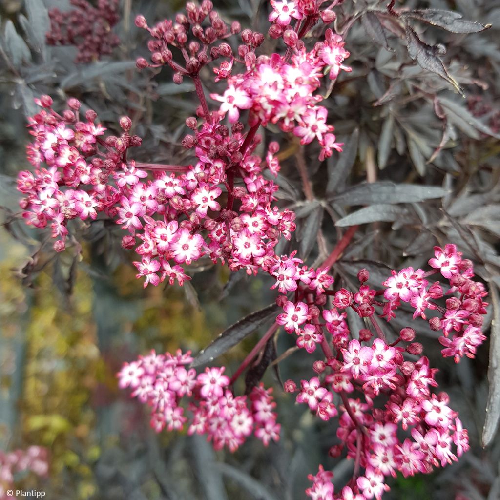 Sambucus nigra Cherry Lace - Gewone vlier