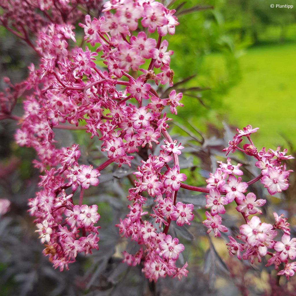 Sambucus nigra Cherry Lace - Gewone vlier