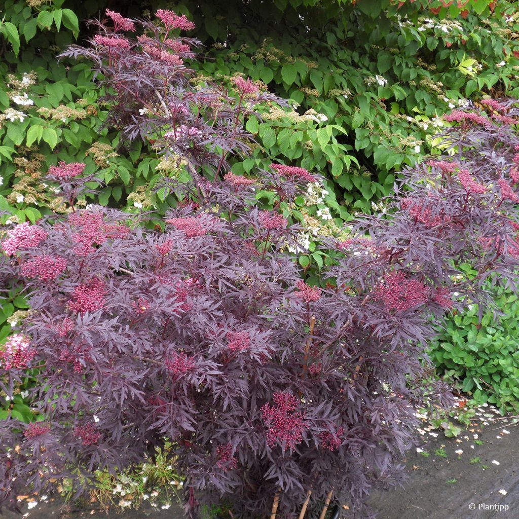 Sambucus nigra Cherry Lace - Gewone vlier