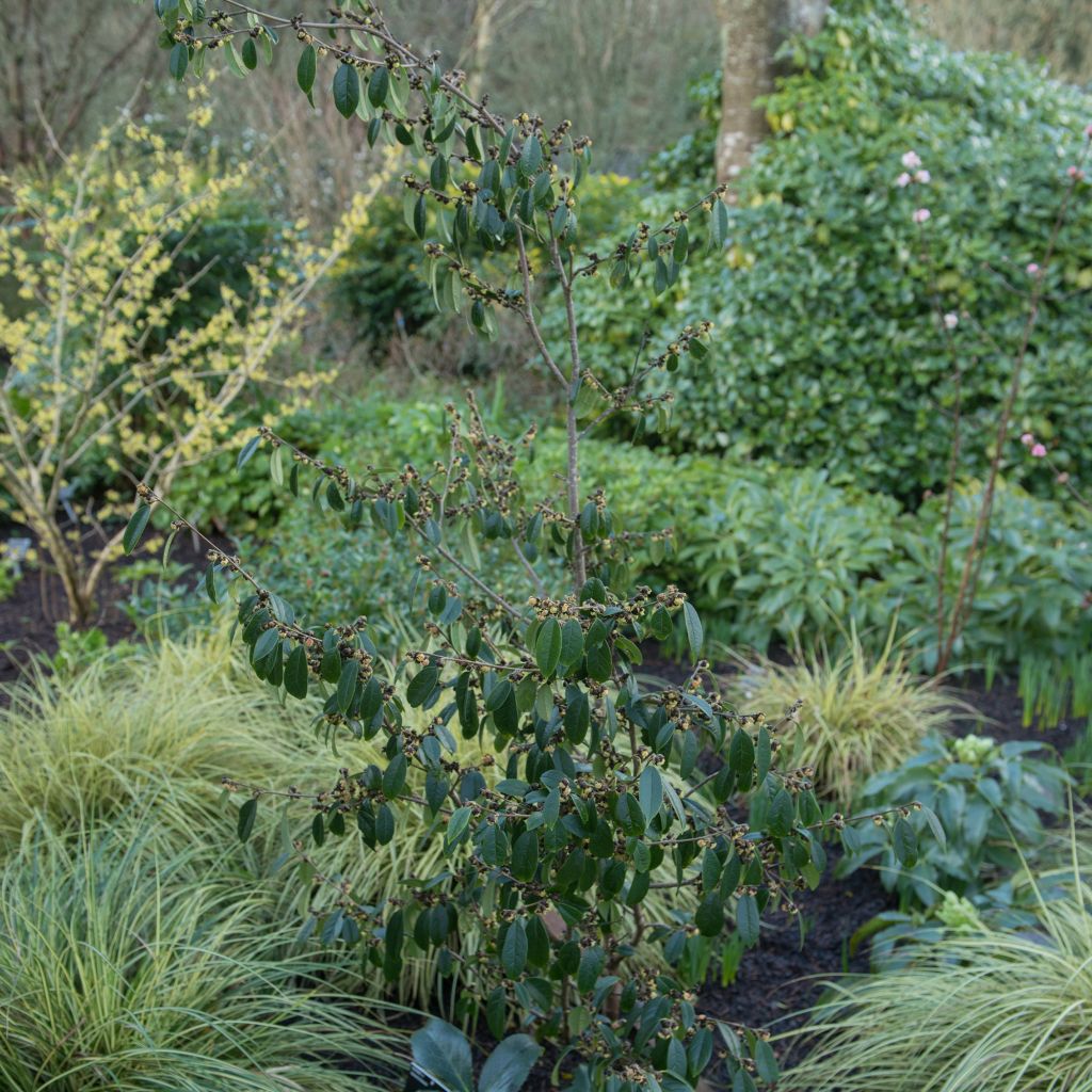 Sycopsis sinensis - Sycopsis de China