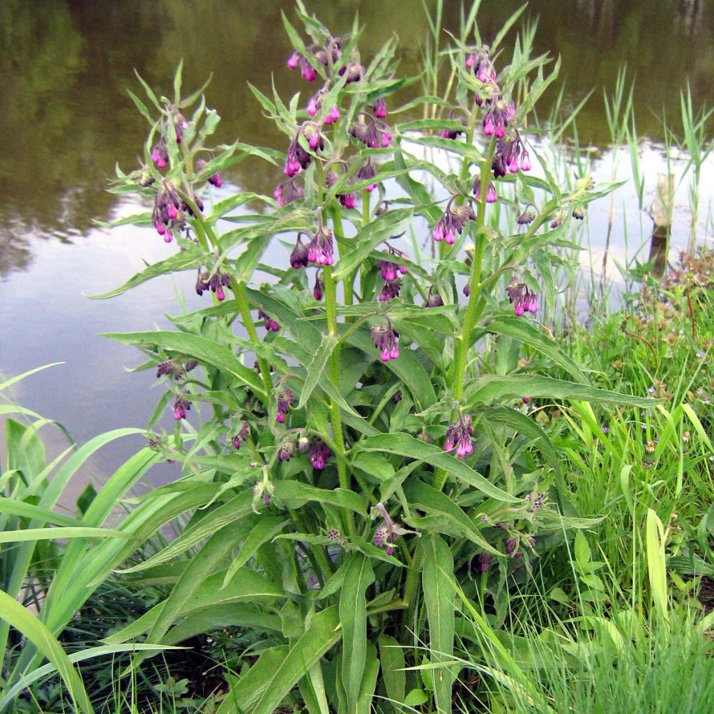 Gewone smeerwortel - Symphytum officinale