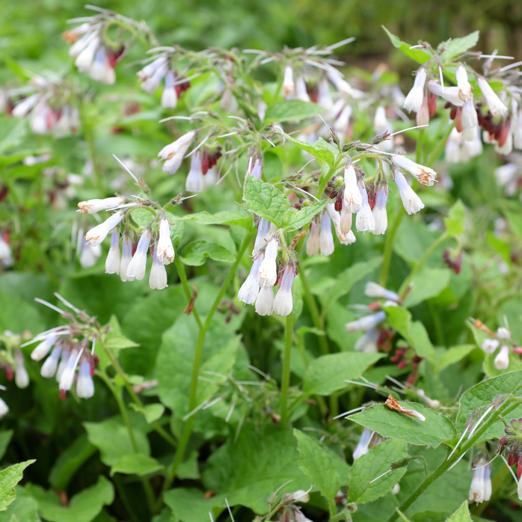 Smeerwortel Hidcote Blue - Symphytum grandiflorum