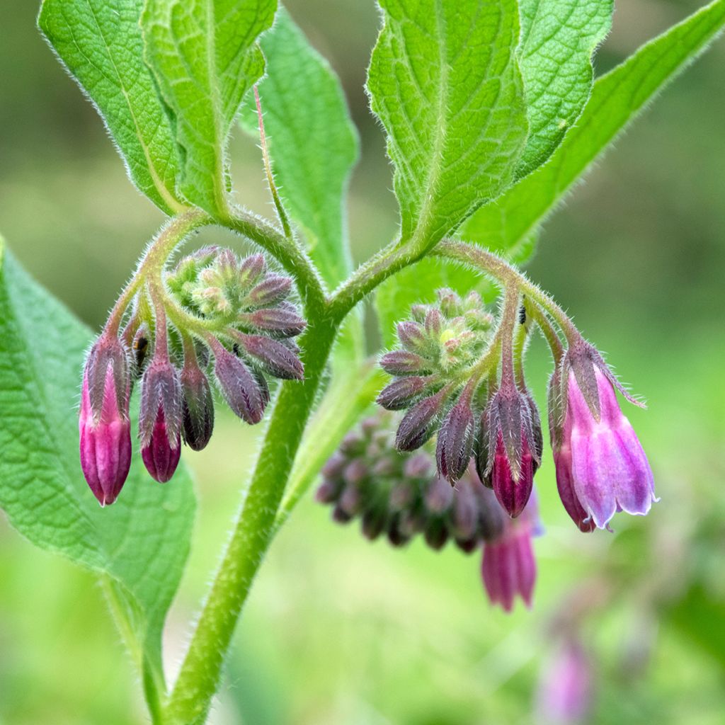 Gewone smeerwortelzaden - Symphytum officinale