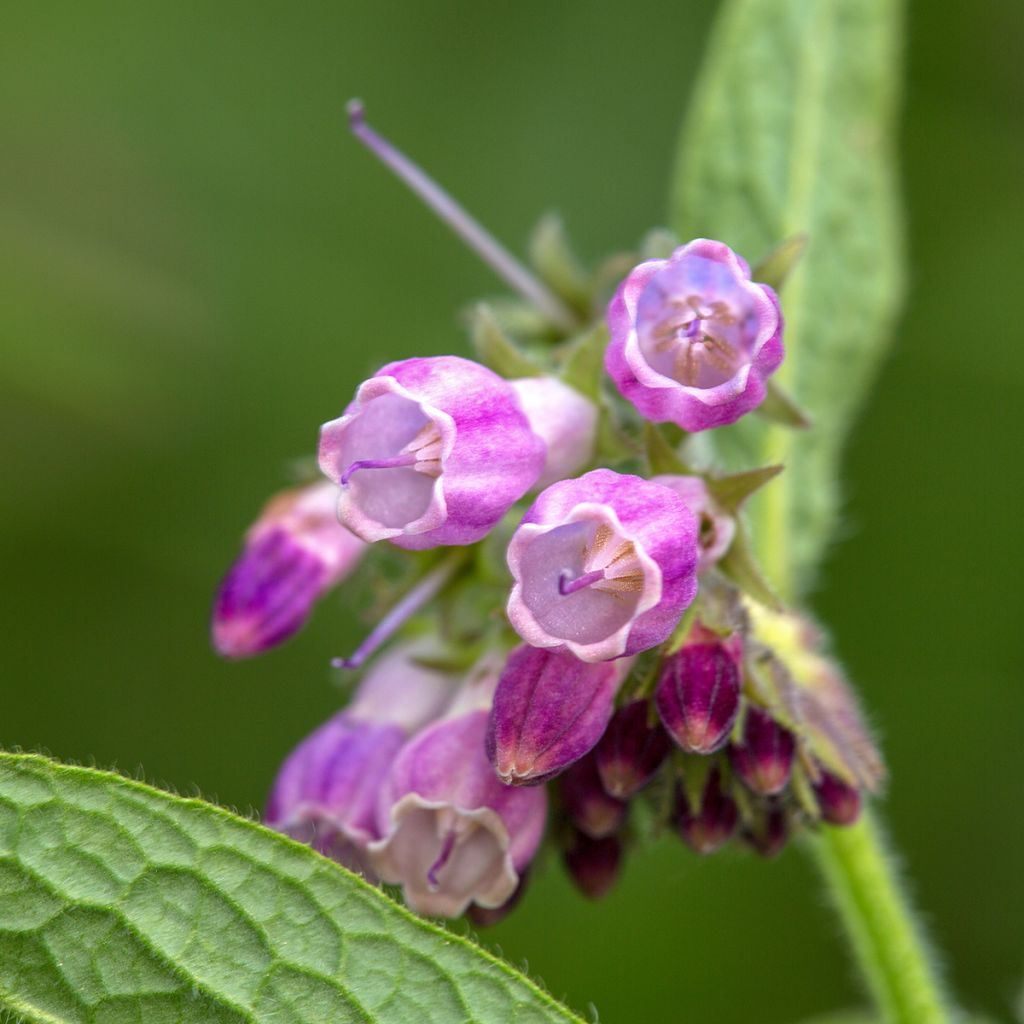 Gewone smeerwortelzaden - Symphytum officinale