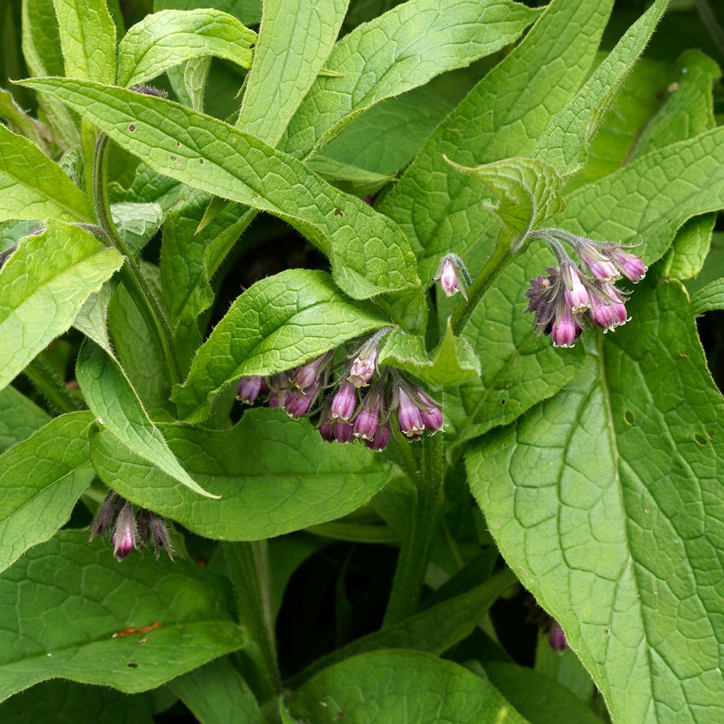 Gewone smeerwortelzaden - Symphytum officinale