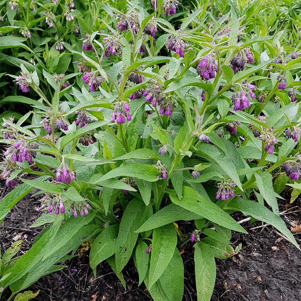 Gewone smeerwortelzaden - Symphytum officinale