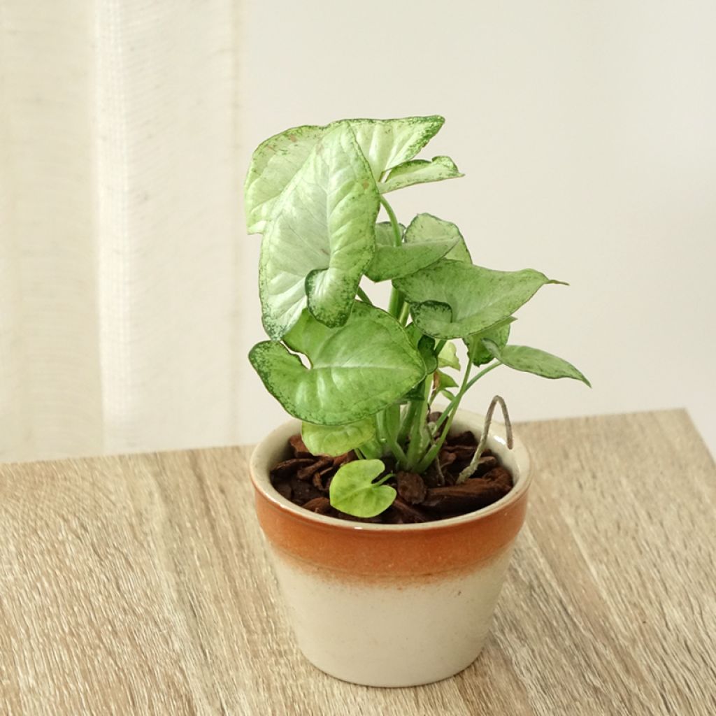 Syngonium podophyllum Confetti - Pijlplant