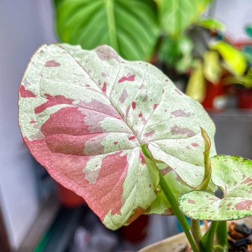 Syngonium podophyllum Confetti - Pijlplant