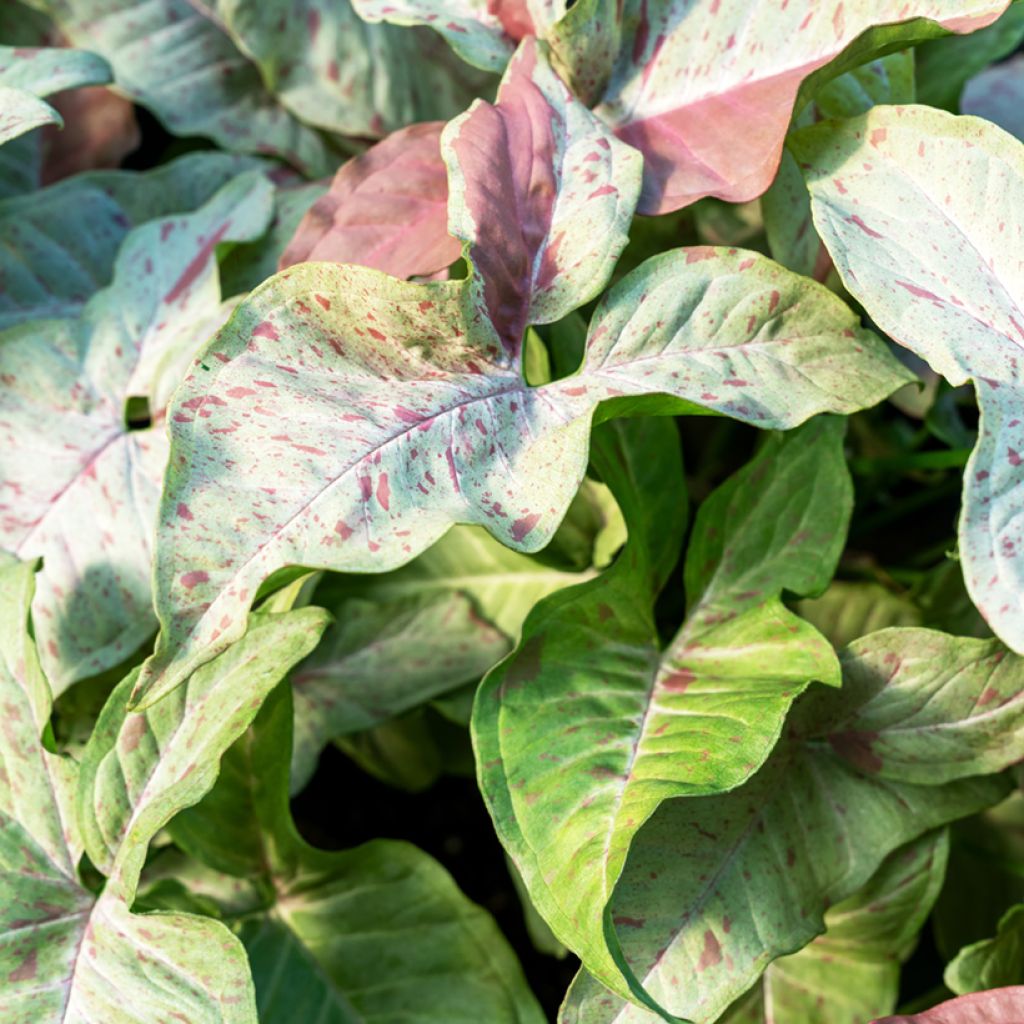 Syngonium podophyllum Confetti - Pijlplant