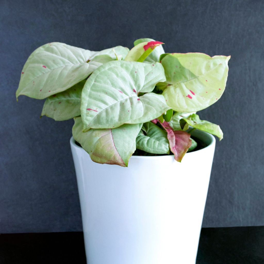 Syngonium podophyllum Confetti - Pijlplant
