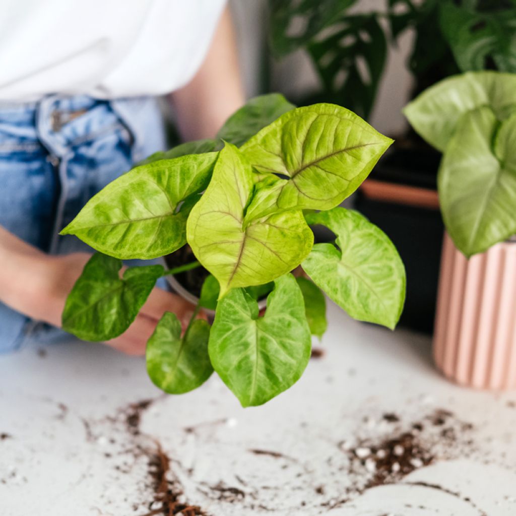 Syngonium Golden Allusion - Pijlplant