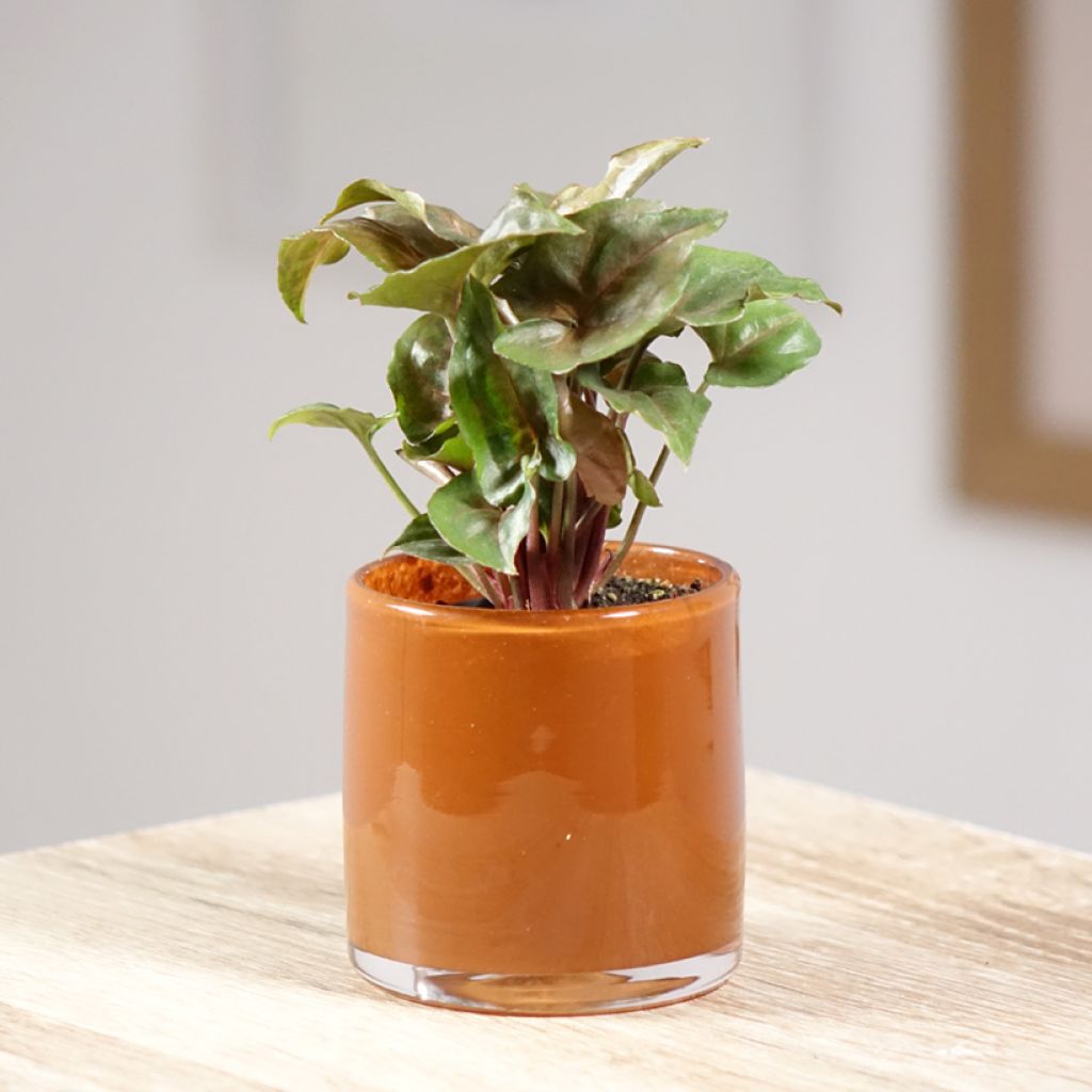 Syngonium Maria Allusion - Pijlplant