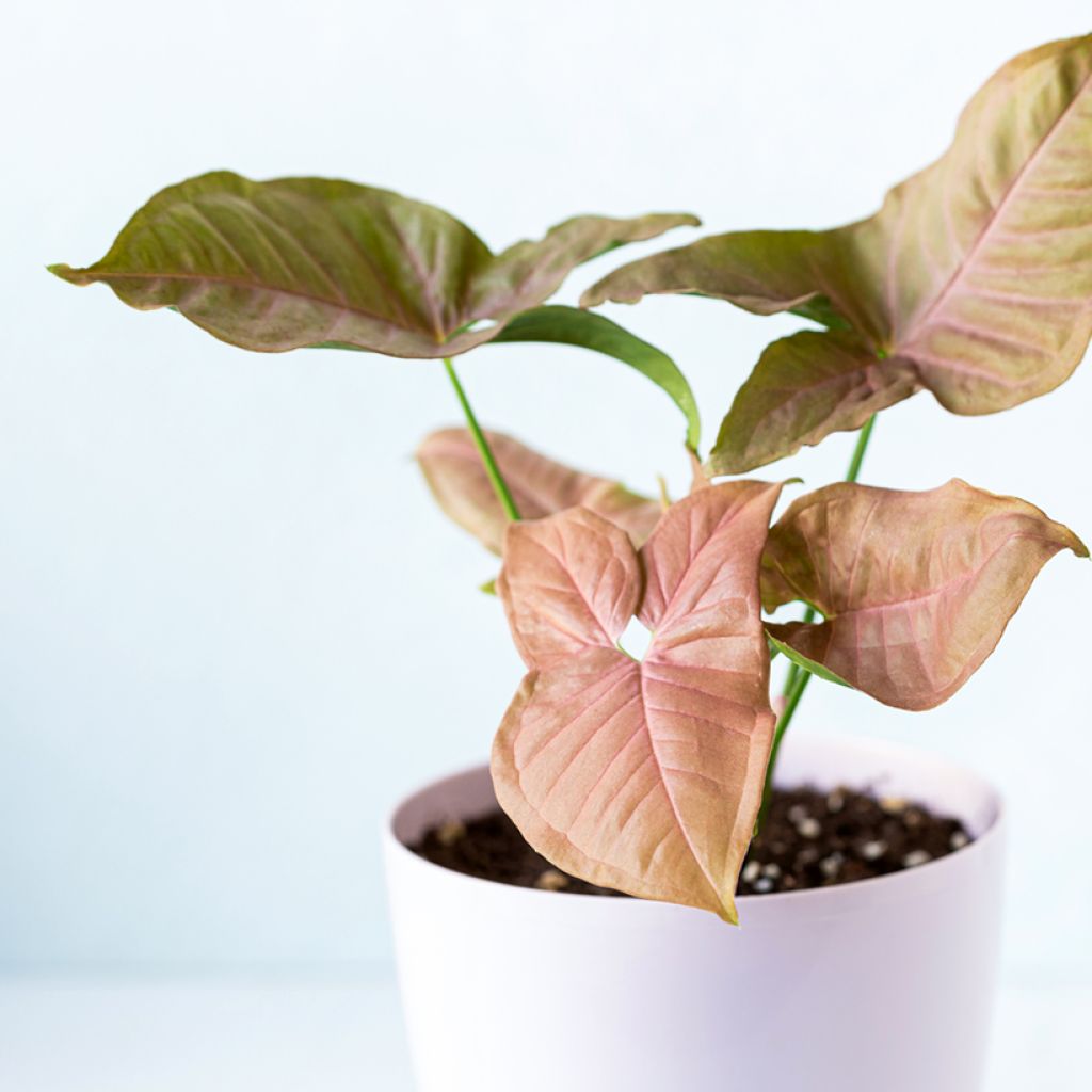 Syngonium Neon Robusta - Pijlplant
