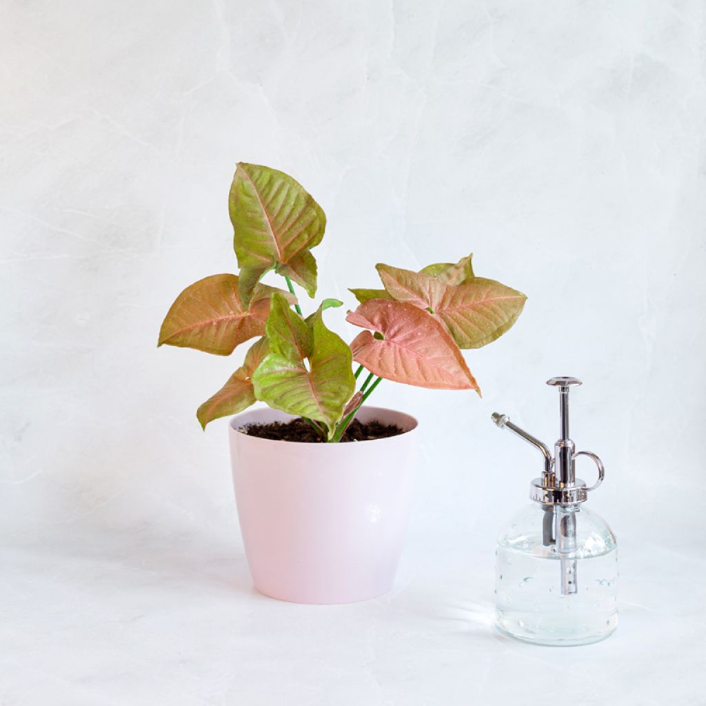 Syngonium Neon Robusta - Pijlplant