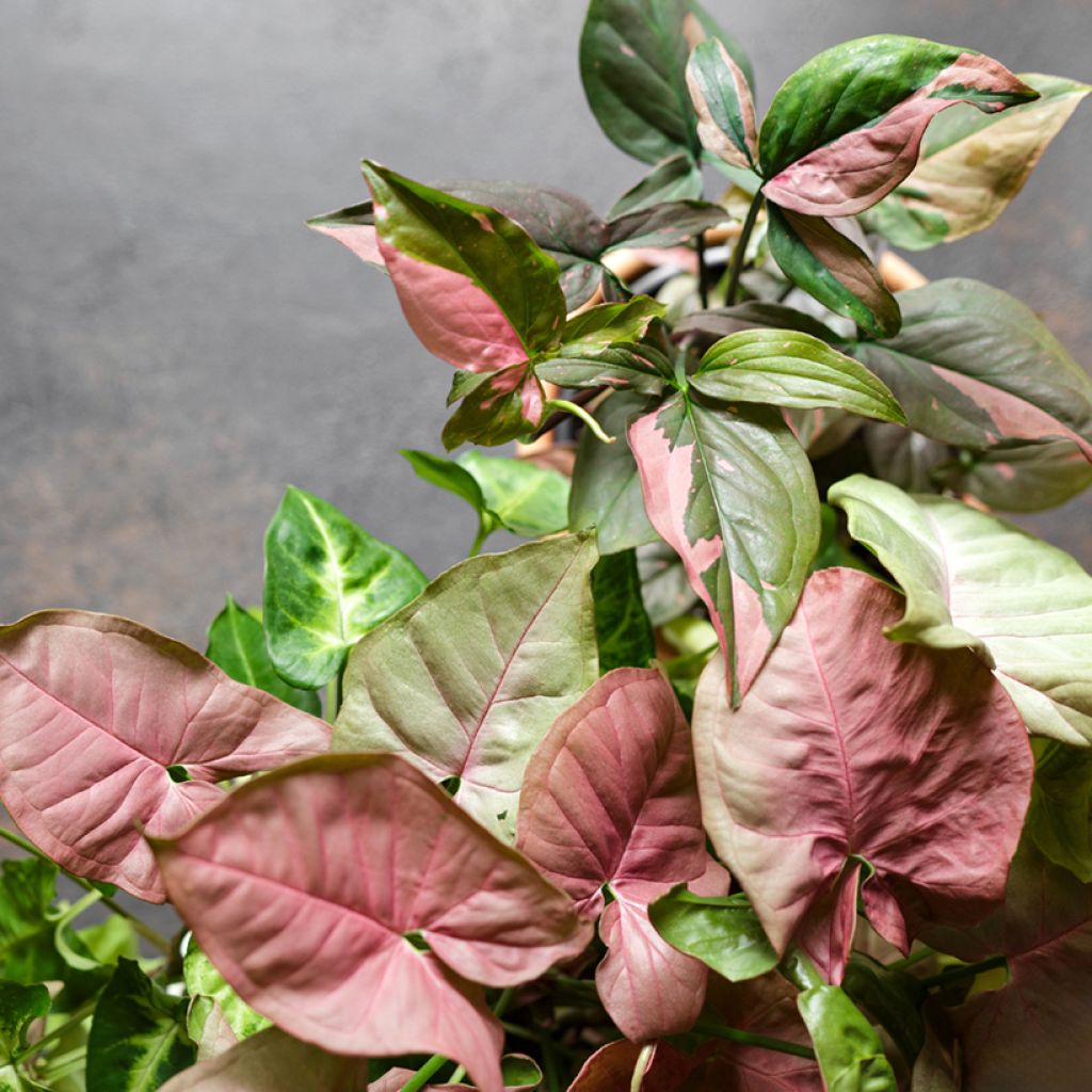 Syngonium Pink Splash - Pijlplant