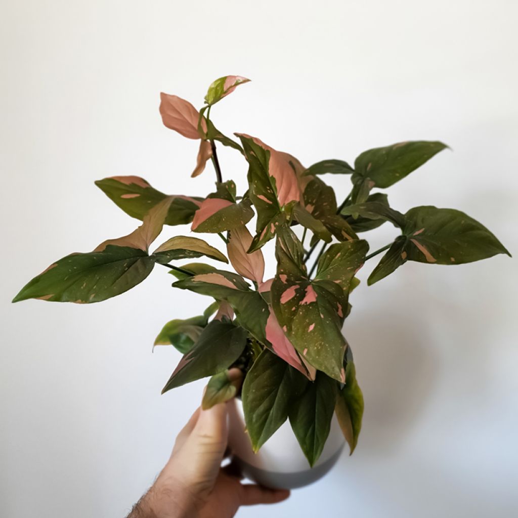 Syngonium Pink Splash - Pijlplant