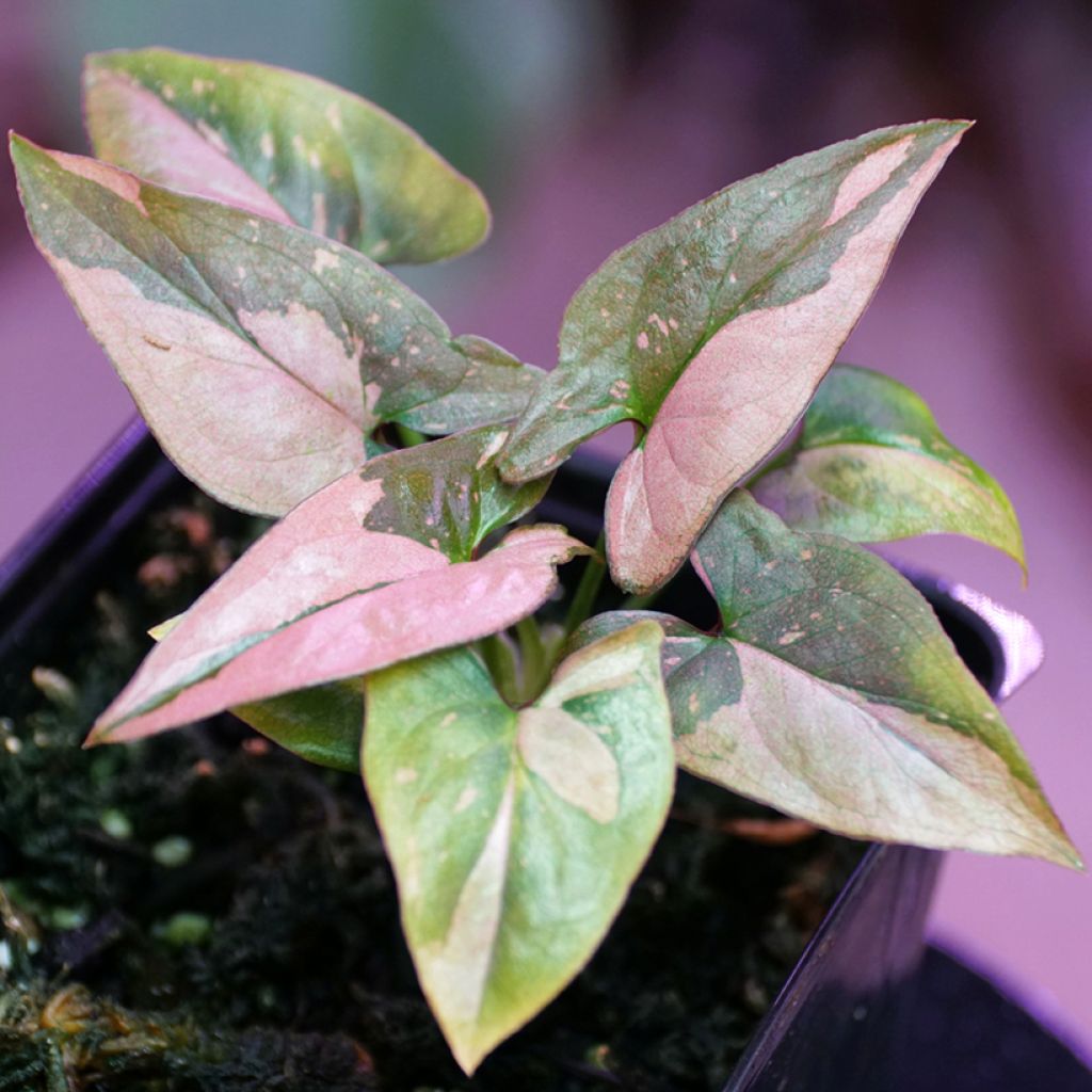 Syngonium Pink Splash - Pijlplant