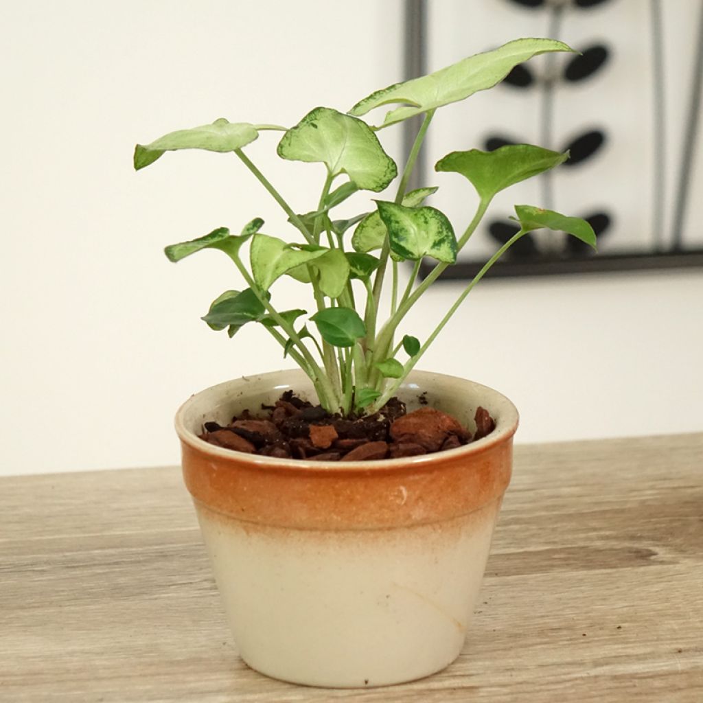 Syngonium podophyllum Snow White - Pijlplant