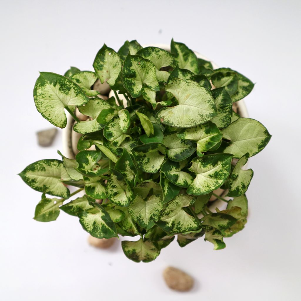 Syngonium Pixie - Pijlplant