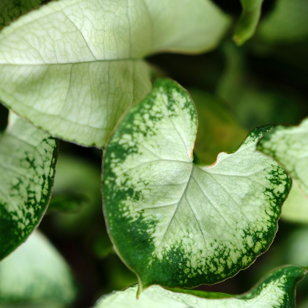 Syngonium Pixie - Pijlplant