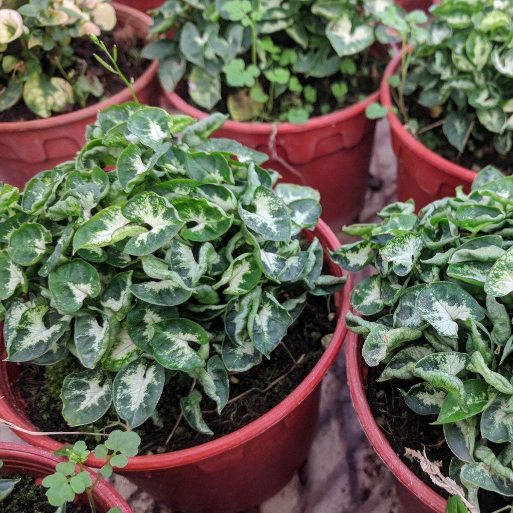 Syngonium Pixie - Pijlplant